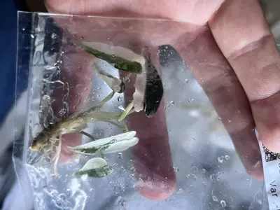 plant/Alocasia Pink Bambino | Rare Tissue Culture Plantlet | Sellers choice-4-thumbnail