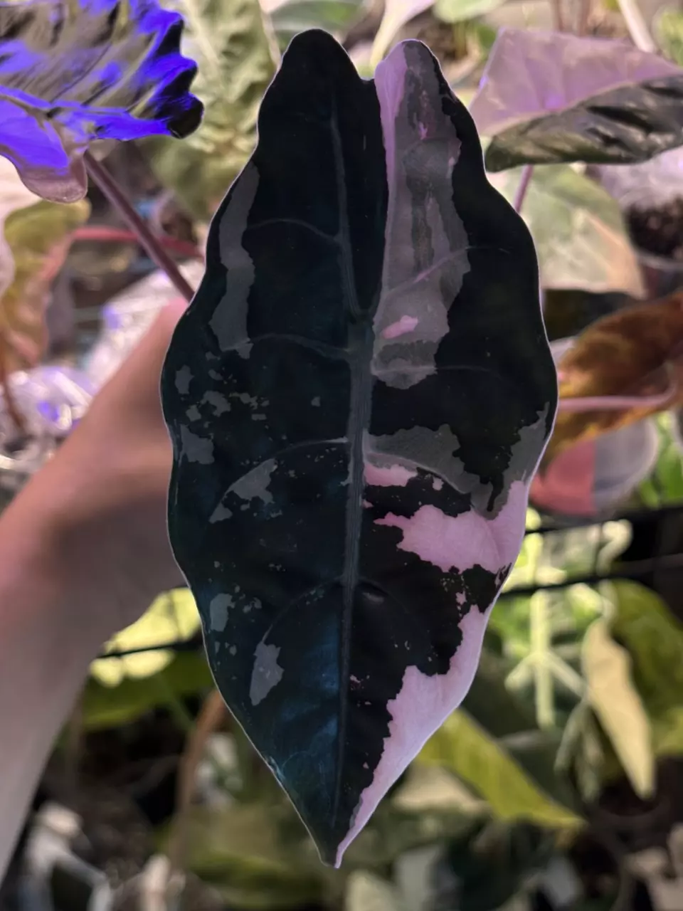 plant/Pink Chantrieri Corm-1