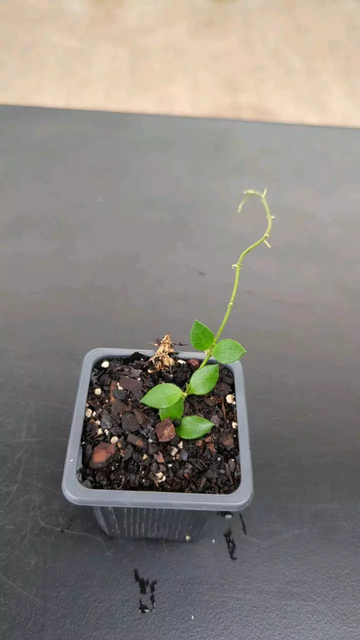 plant/Hoya mamasa-0