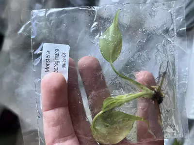 plant/Monstera Aurea | Rare Tissue Culture Plantlet | sellers choice-4-thumbnail