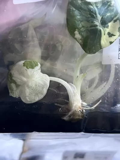 plant/Alocasia Pink Black Velvet | Rare TC Plantlet | Jewel Alocasia | sellers choice-2-thumbnail