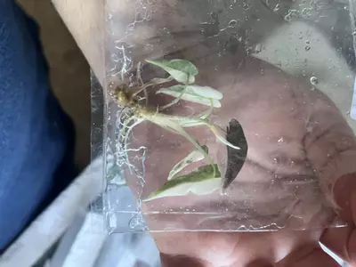 plant/Alocasia Pink Bambino | Rare Tissue Culture Plantlet | Sellers choice-5-thumbnail