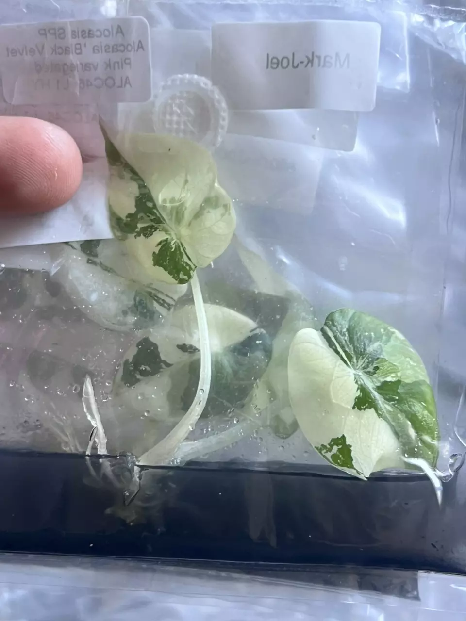 plant/Alocasia Pink Black Velvet | Rare TC Plantlet | Jewel Alocasia | sellers choice-4