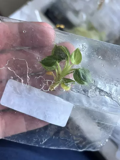 plant/Philodendron Verrucosum Mint | Rare Tissue Culture Plantlet | sellers choice-4-thumbnail