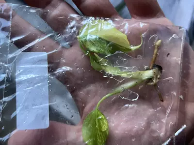 plant/Monstera Aurea | Rare Tissue Culture Plantlet | sellers choice-5-thumbnail