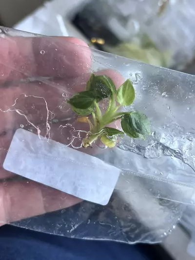 plant/Philodendron Verrucosum Mint | Rare Tissue Culture Plantlet | sellers choice-3-thumbnail