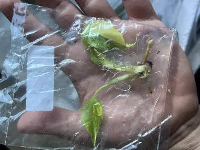 plant/Monstera Aurea | Rare Tissue Culture Plantlet | sellers choice-7-thumbnail