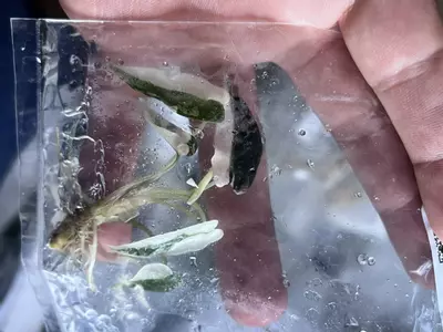 plant/Alocasia Pink Bambino | Rare Tissue Culture Plantlet | Sellers choice-2-thumbnail