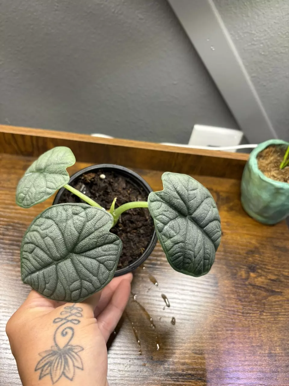 plant/4” Alocasia Melo-1
