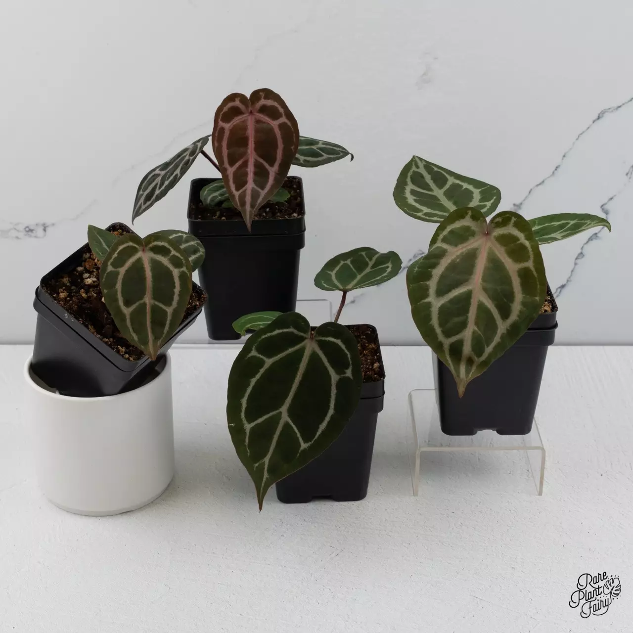 plant/Anthurium Crystal Red '12' x Zara '14' DocBlock® *Grower's Choice-0