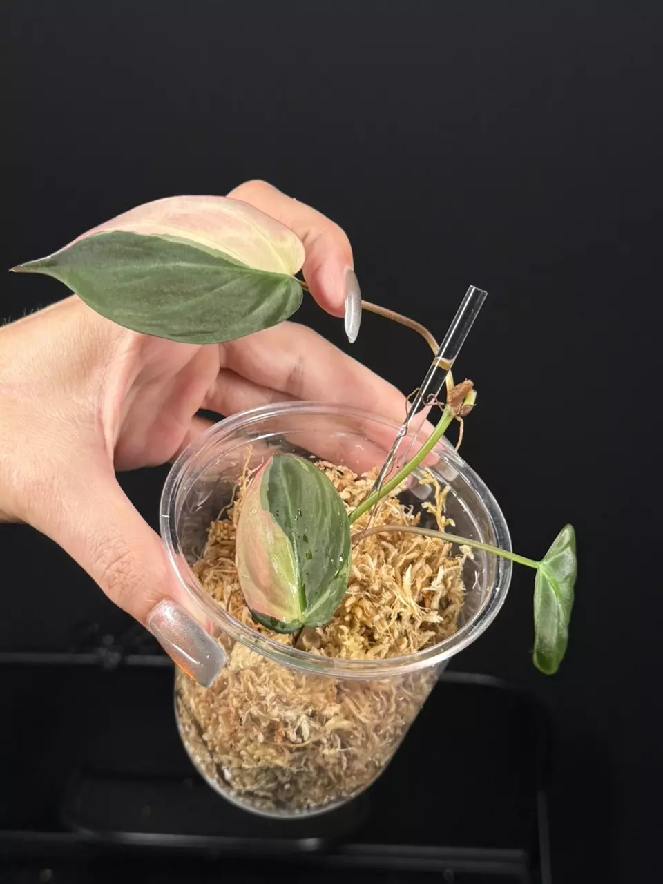 plant/Philodendron ‘true’ Pink Micans-0