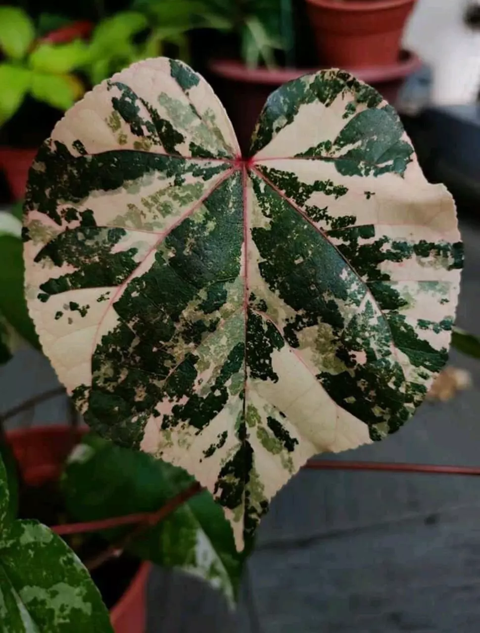 plant/Variegated tiliaceus hibiscus starter plant growers choice-0