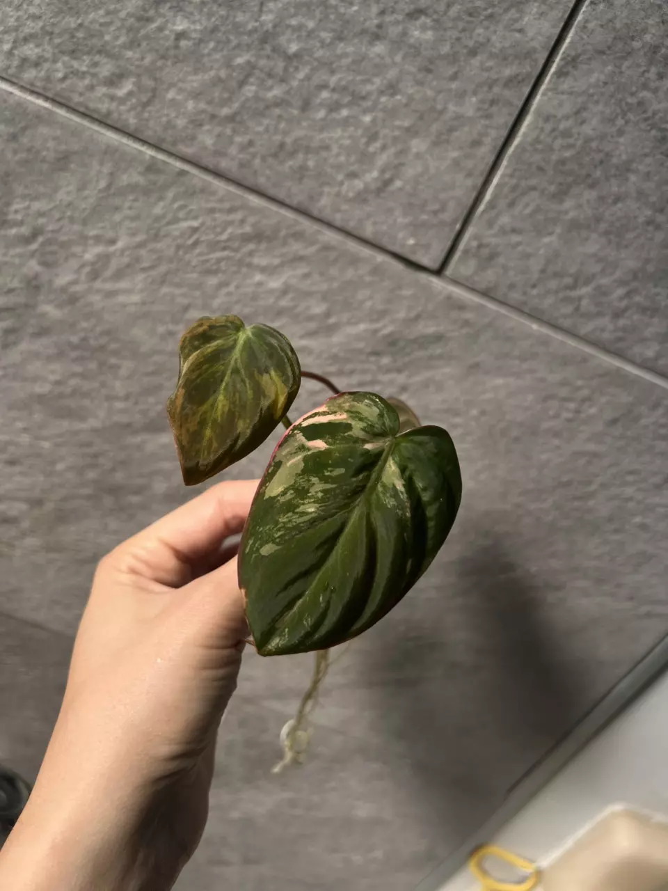 plant/Reverted Micans Aurea cutting-0