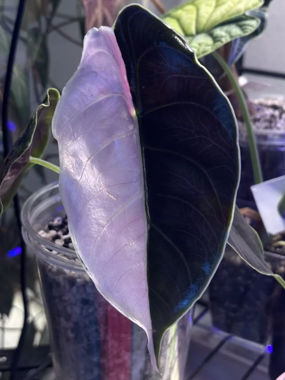 plant/Pink Azlanii Corm-0