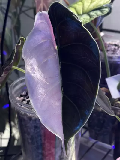 plant/Pink Azlanii Corm-0-thumbnail