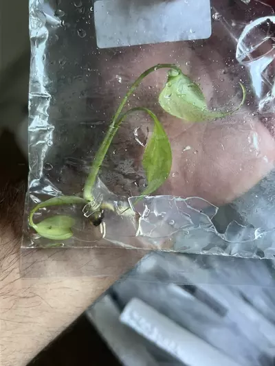 plant/Monstera Aurea | Rare Tissue Culture Plantlet | sellers choice-8-thumbnail
