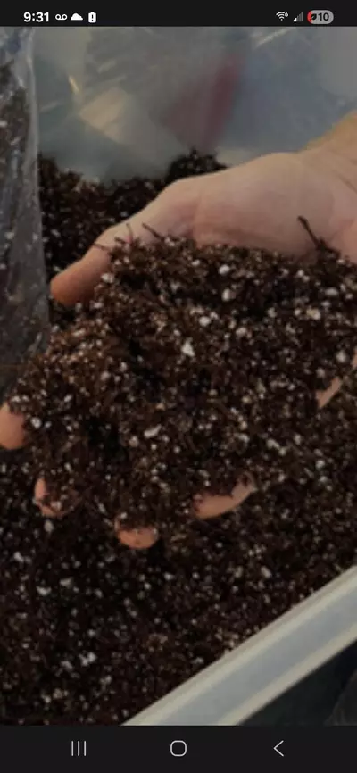 plant/Pot up my prop-0-thumbnail