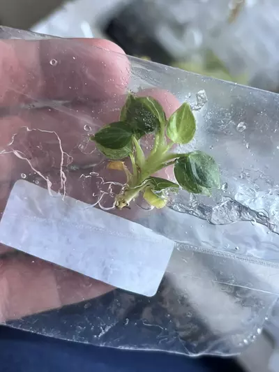plant/Philodendron Verrucosum Mint | Rare Tissue Culture Plantlet | sellers choice-2-thumbnail