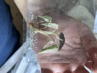 plant/Alocasia Pink Bambino | Rare Tissue Culture Plantlet | Sellers choice-6-thumbnail