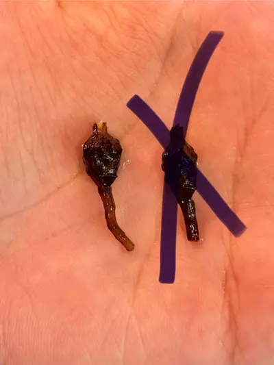 plant/Pink Azlanii Corm-1-thumbnail