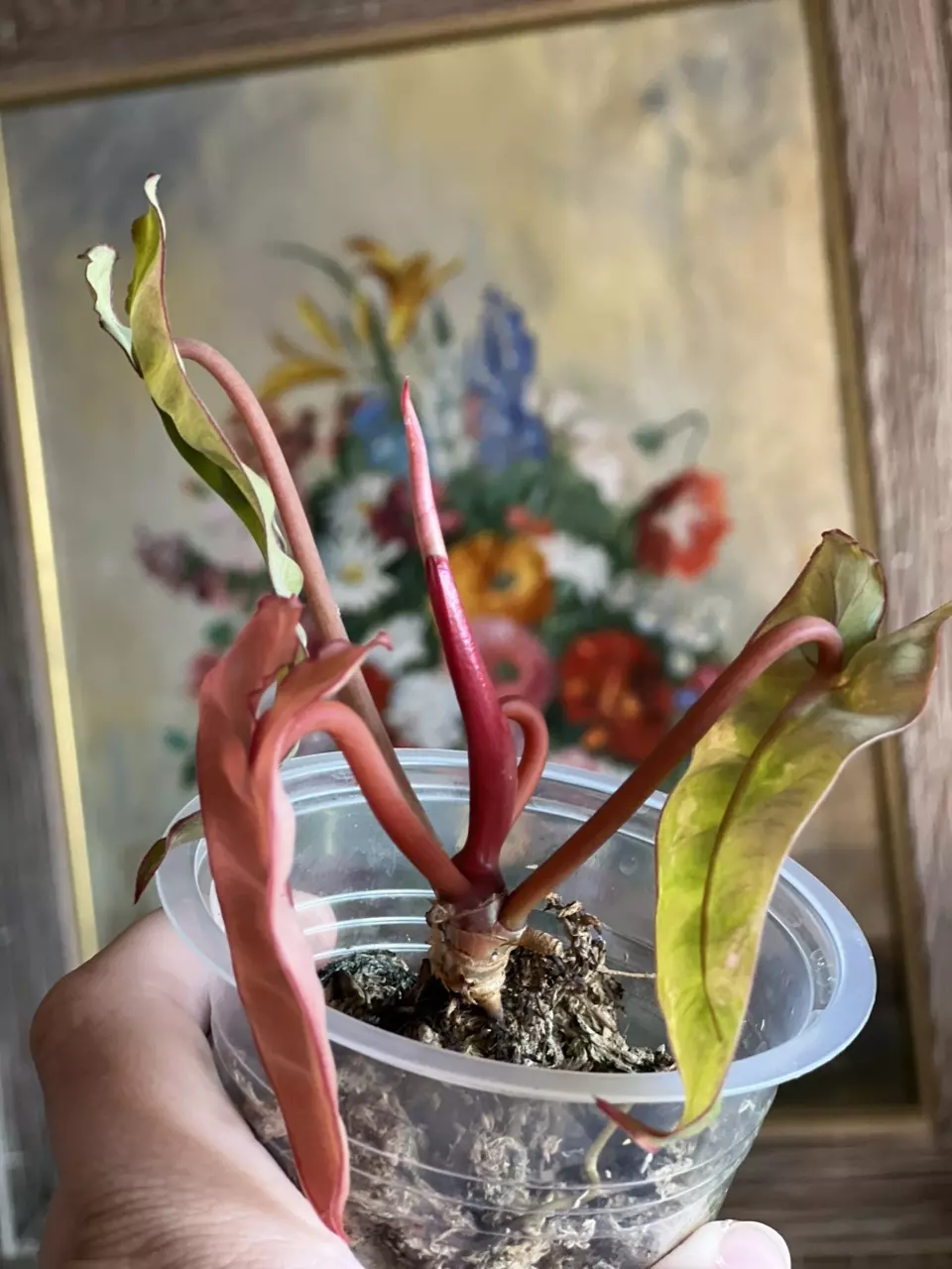 plant/Philodendron Billietiae Variegated Billie Variegated-4