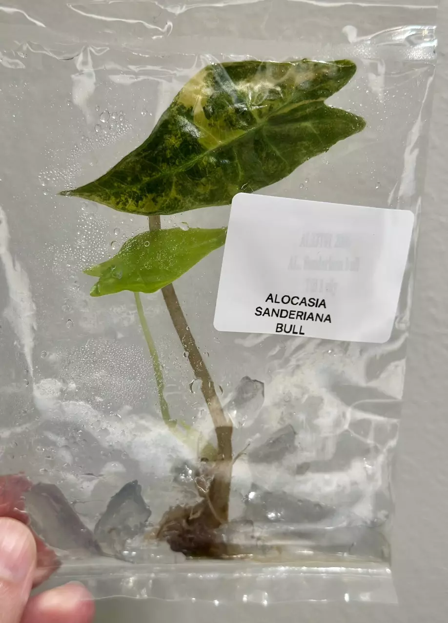 plant/AUREA SANDERIANA BULL ALOCASIA TC - SELLER’S CHOICE-1