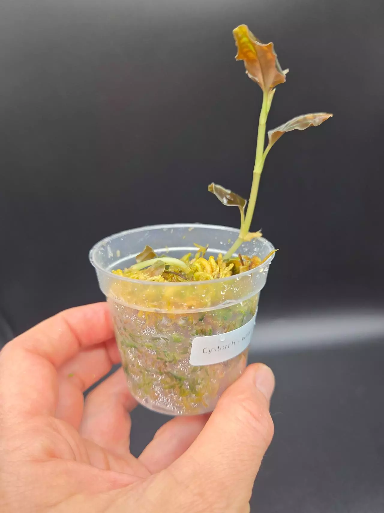 plant/Cystorchis variegata jewel orchid-1