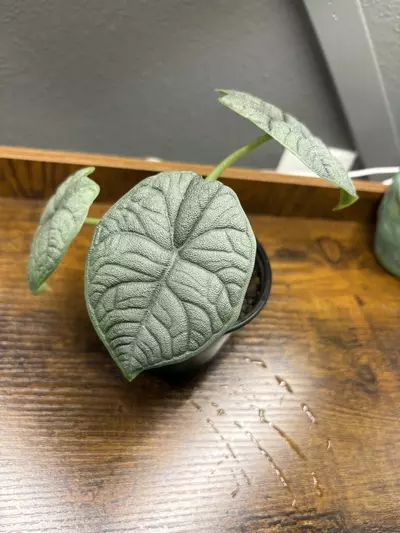 plant/4” Alocasia Melo-0-thumbnail