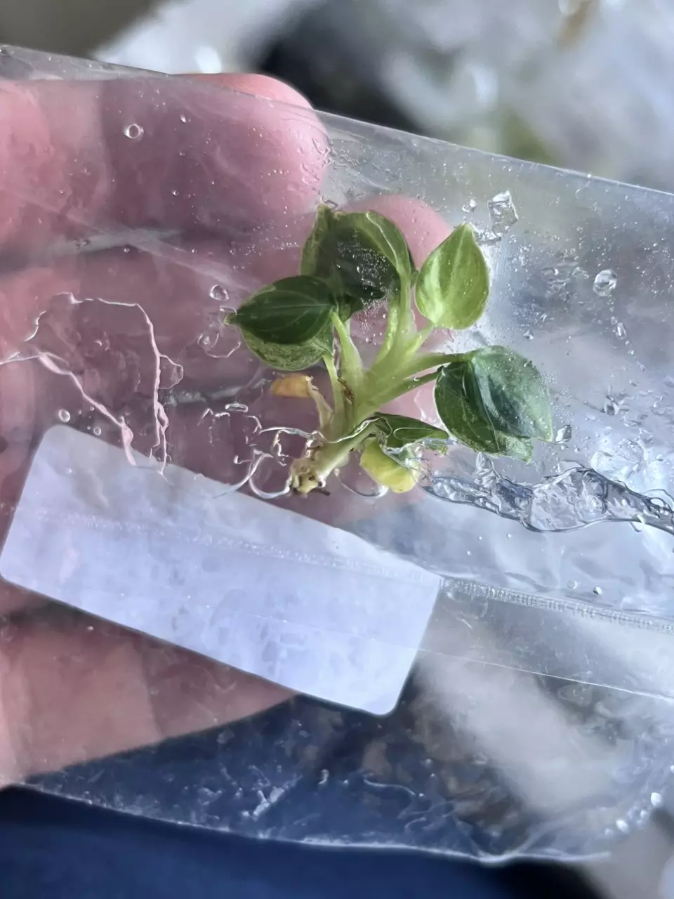 plant/Philodendron Verrucosum Mint | Rare Tissue Culture Plantlet | sellers choice-0