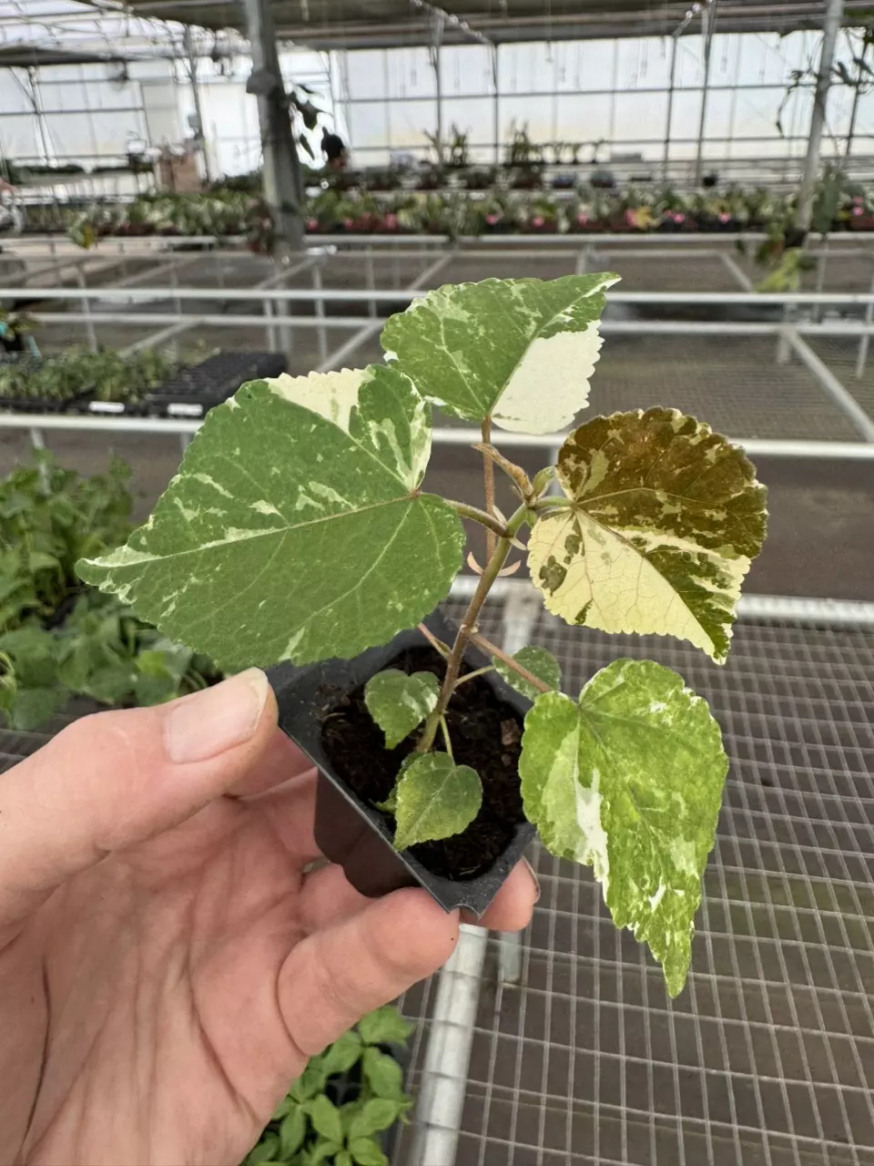 plant/Variegated tiliaceus hibiscus starter plant growers choice-1