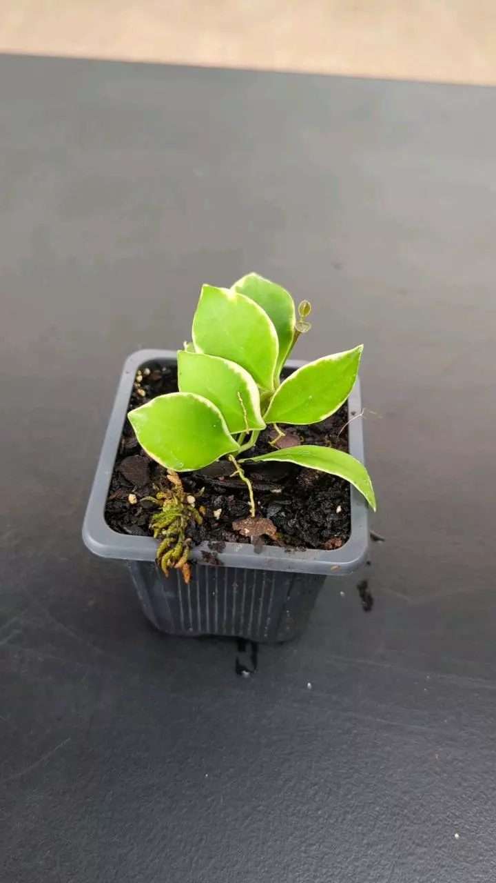 plant/Hoya heuschkeliana 'Outer variegated'-0