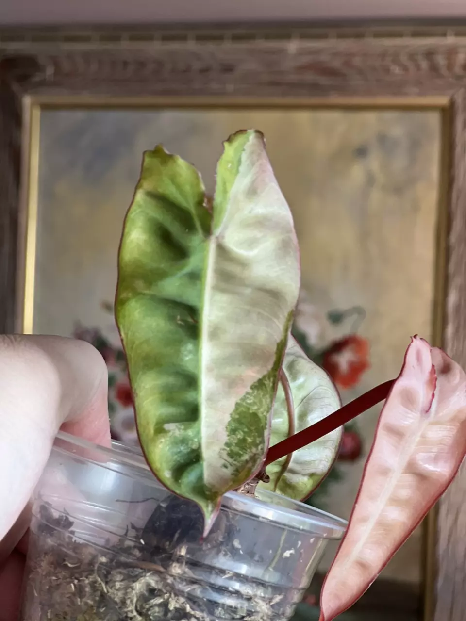 plant/Philodendron Billietiae Variegated Billie Variegated-0