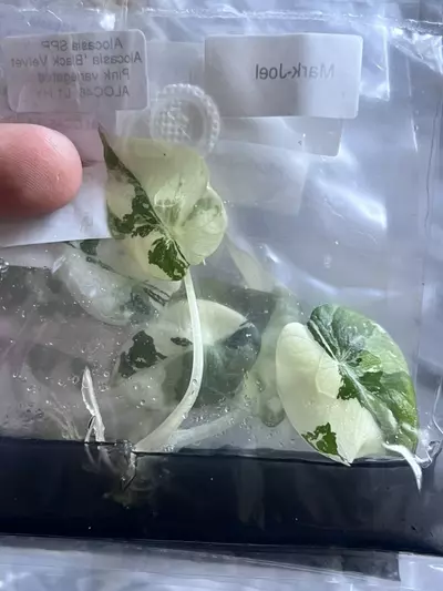 plant/Alocasia Pink Black Velvet | Rare TC Plantlet | Jewel Alocasia | sellers choice-3-thumbnail