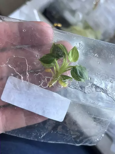 plant/Philodendron Verrucosum Mint | Rare Tissue Culture Plantlet | sellers choice-5-thumbnail