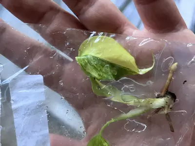 plant/Monstera Aurea | Rare Tissue Culture Plantlet | sellers choice-2-thumbnail