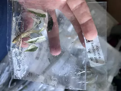 plant/Alocasia Pink Bambino | Rare Tissue Culture Plantlet | Sellers choice-3-thumbnail