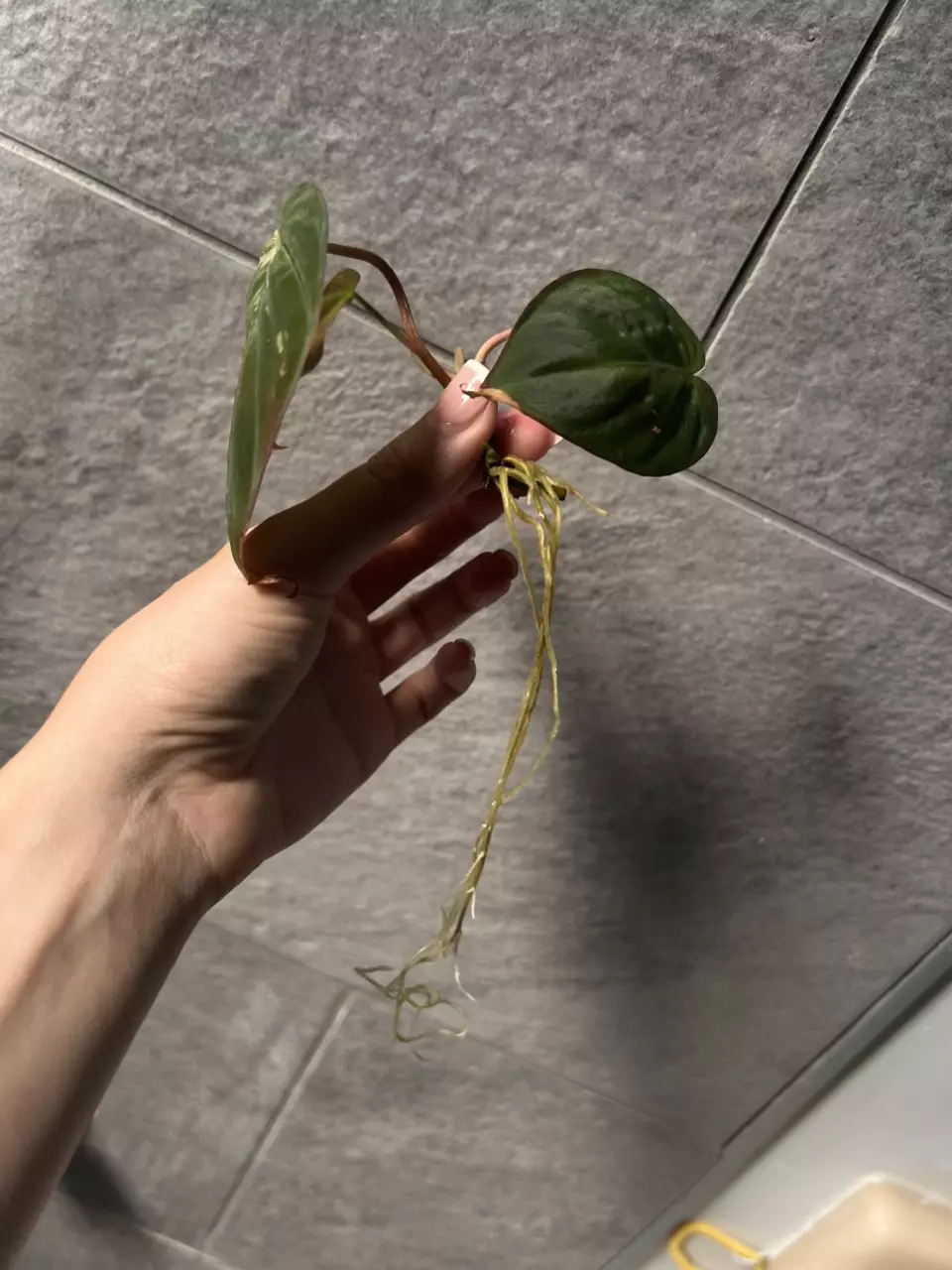 plant/Reverted Micans Aurea cutting-1