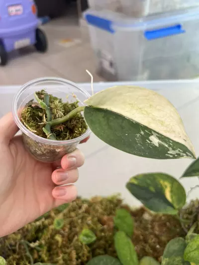 plant/Bunaken-0-thumbnail