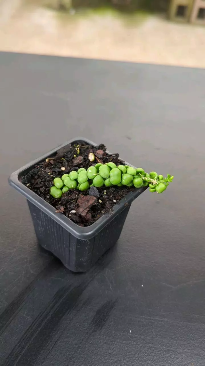 plant/Dischidia Bubble Jade-0