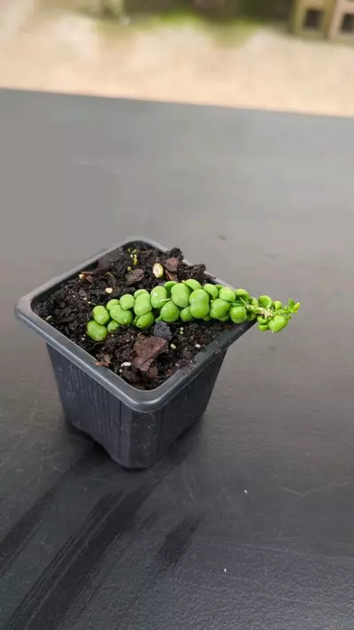 plant/Dischidia Bubble Jade-0-thumbnail