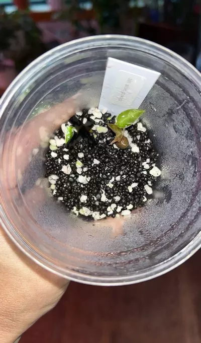 plant/Alocasia bambino pink variegated *CORM SPROUTED-1-thumbnail