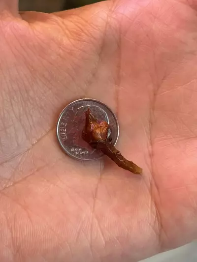 plant/Pink Chantrieri Corm-2-thumbnail