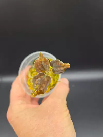 plant/Cystorchis variegata jewel orchid-0-thumbnail