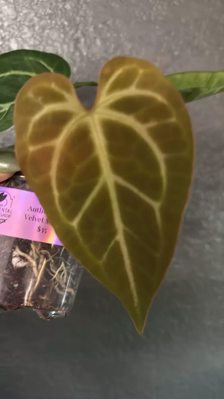 plant/Anthurium Velvet Moira-1