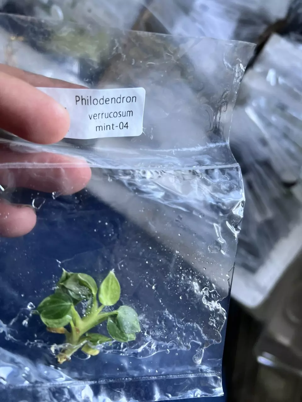 plant/Philodendron Verrucosum Mint | Rare Tissue Culture Plantlet | sellers choice-1