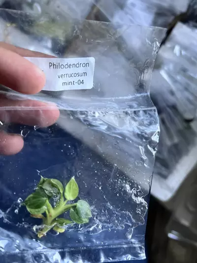 plant/Philodendron Verrucosum Mint | Rare Tissue Culture Plantlet | sellers choice-1-thumbnail