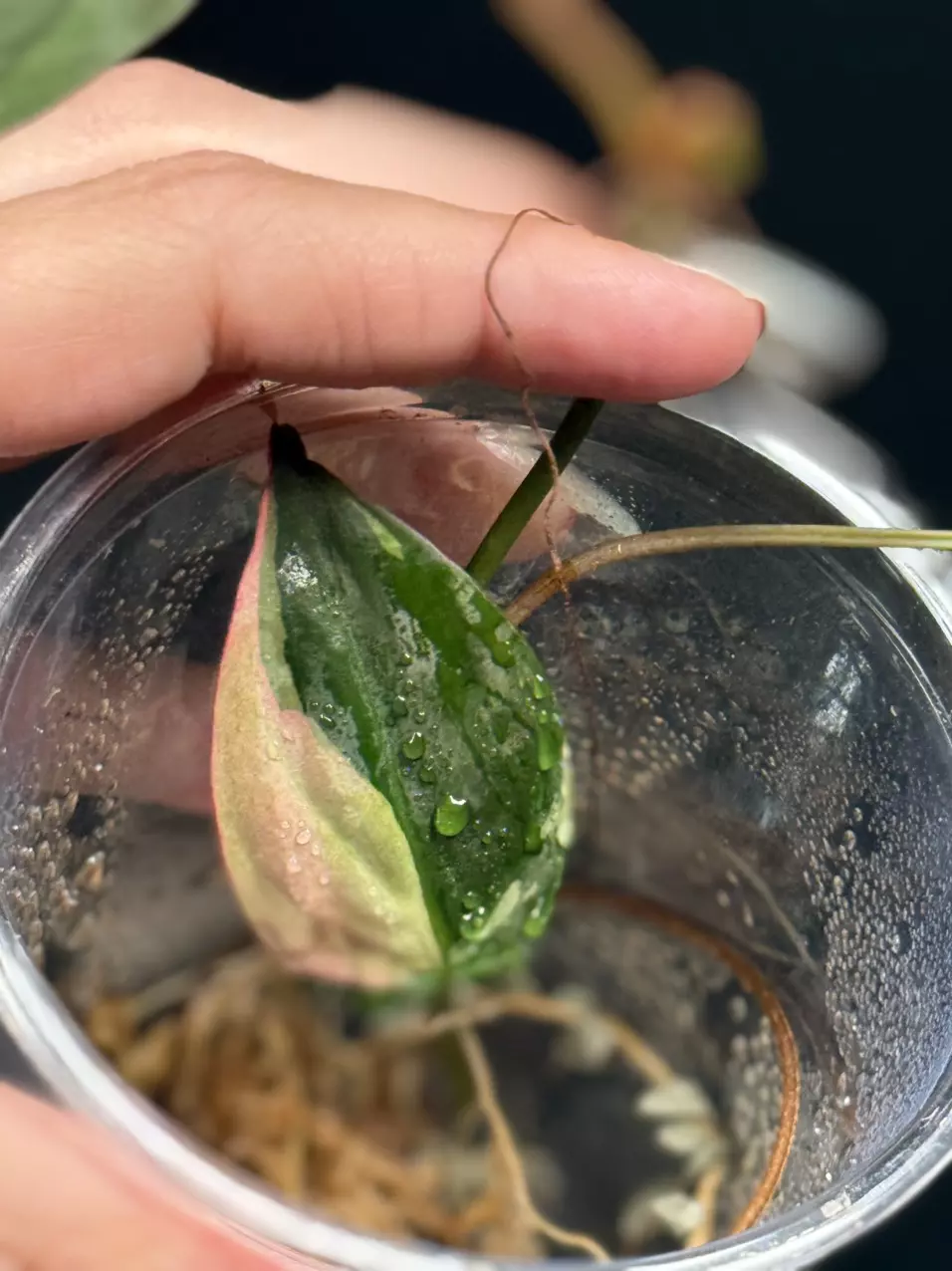 plant/Philodendron ‘true’ Pink Micans-1