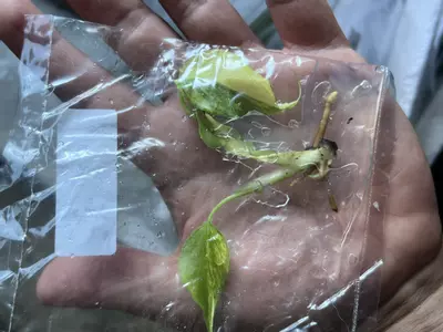 plant/Monstera Aurea | Rare Tissue Culture Plantlet | sellers choice-6-thumbnail