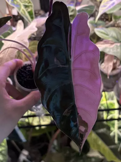 plant/Pink Chantrieri Corm-0-thumbnail