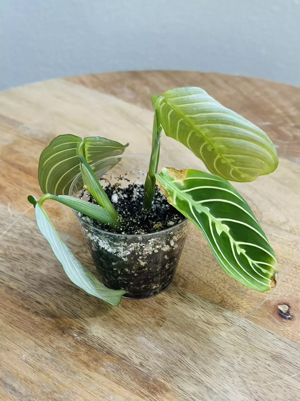 plant/Maranta Lemon Lime (Prayer Plant) (2)-2